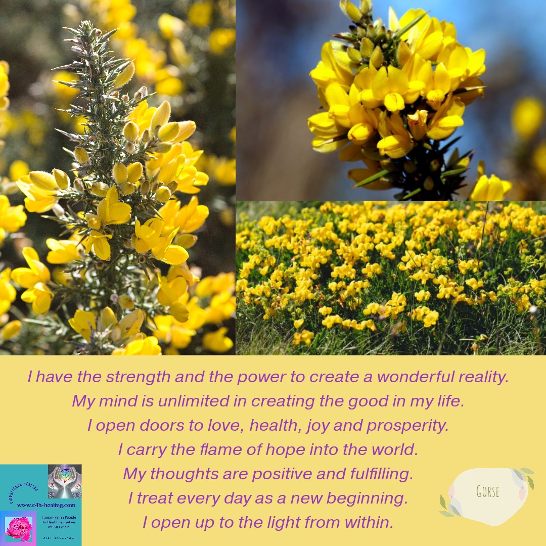 Bach Flower Remedy�Gorse
